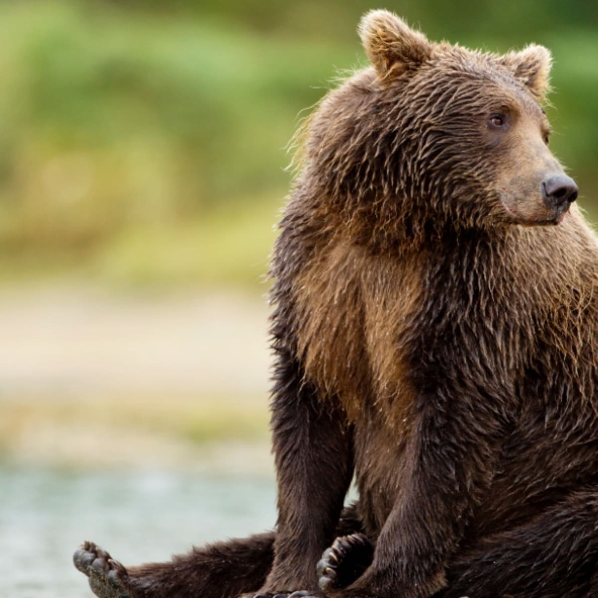 Fat Bear Week 2022 - Katmai National Park & Preserve (U.S. National Park  Service)