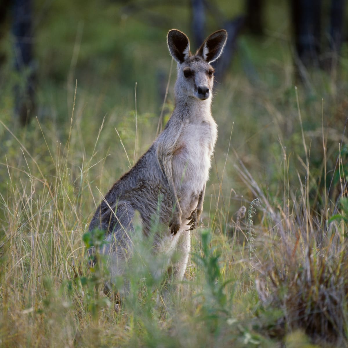 The Prolific and Upsetting History of Humans Boxing Kangaroos