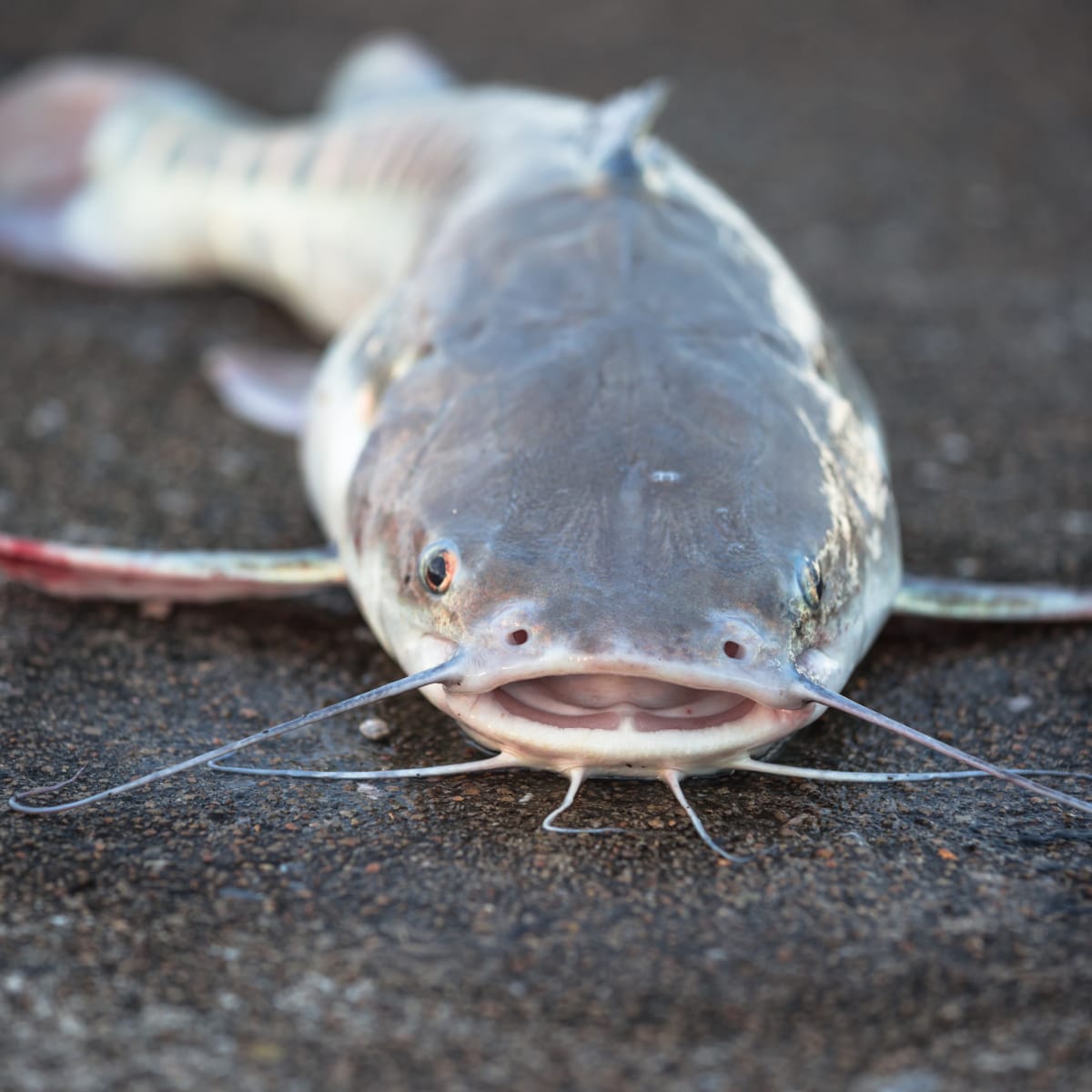 I feed the catfish in my pond everyday with catfish food and since