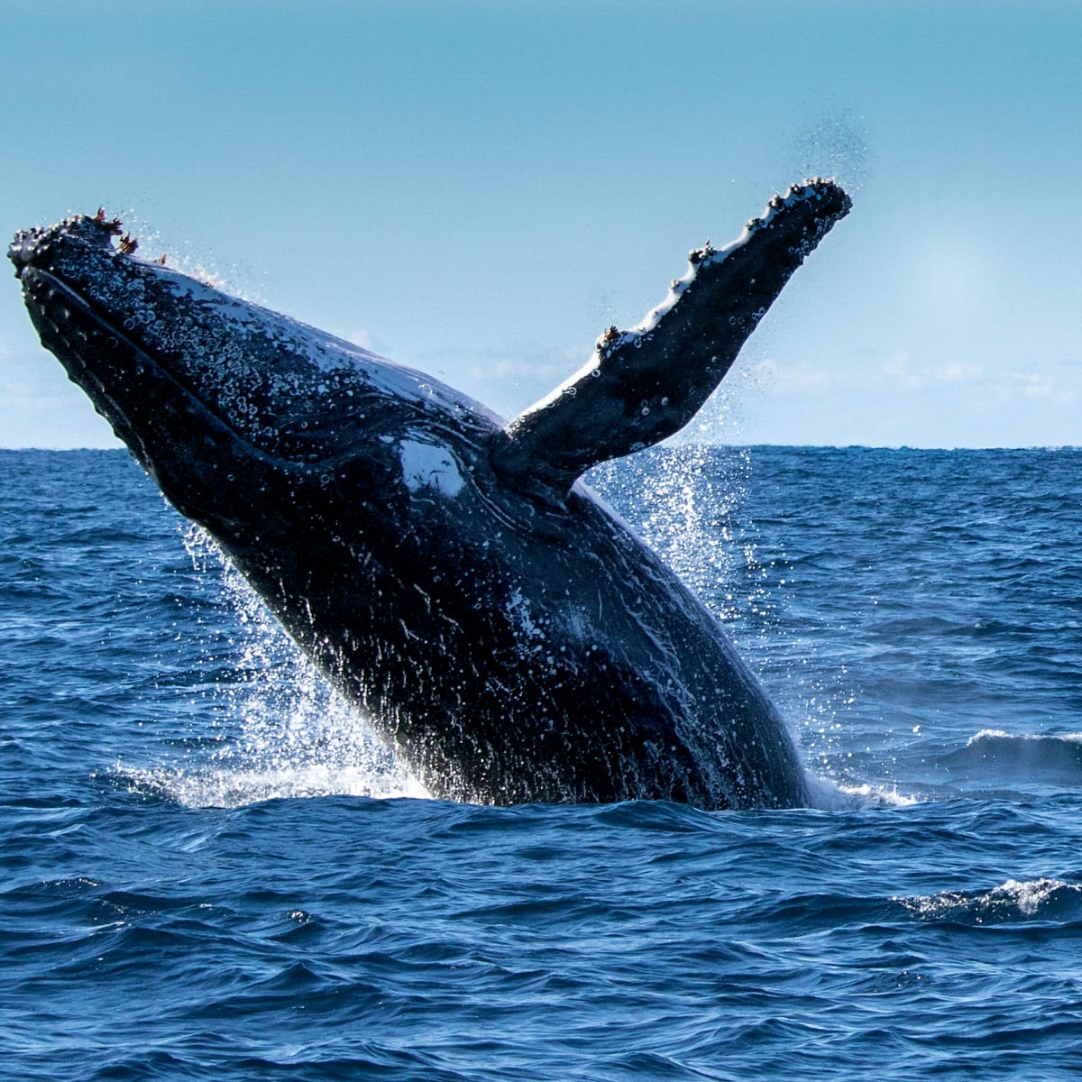 Whale Watching Cruise - Fremantle - Adrenaline