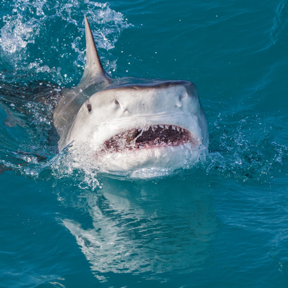 Maryland boy, 10, attacked by shark at Bahamas resort