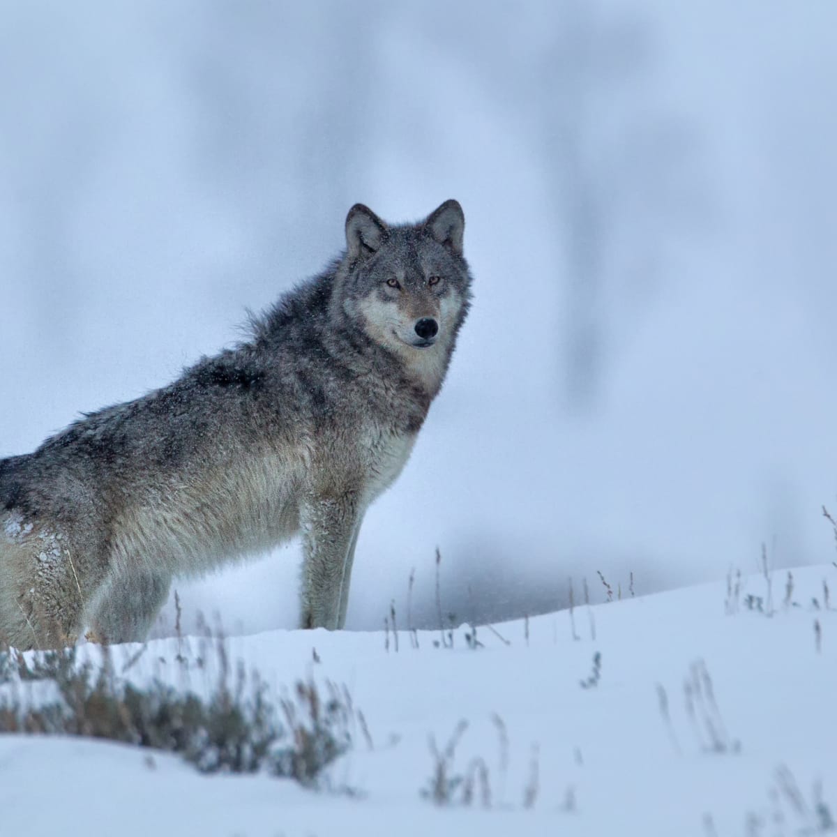 How the Gray Wolf Made a Wild Revival in Yellowstone - Men's Journal