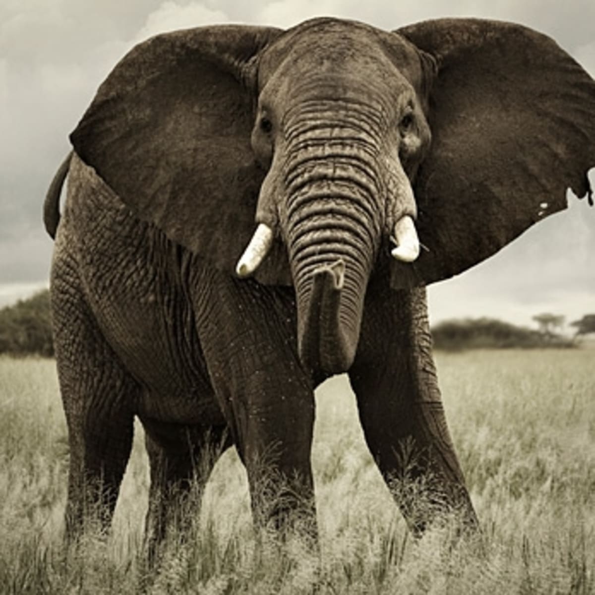 The Ivory Highway - Inside the World of Elephant Poaching - Men's