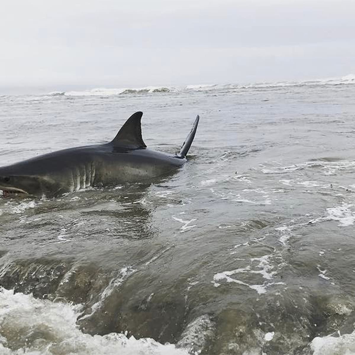 Great white shark stranded on beach at popular Santa Cruz surf