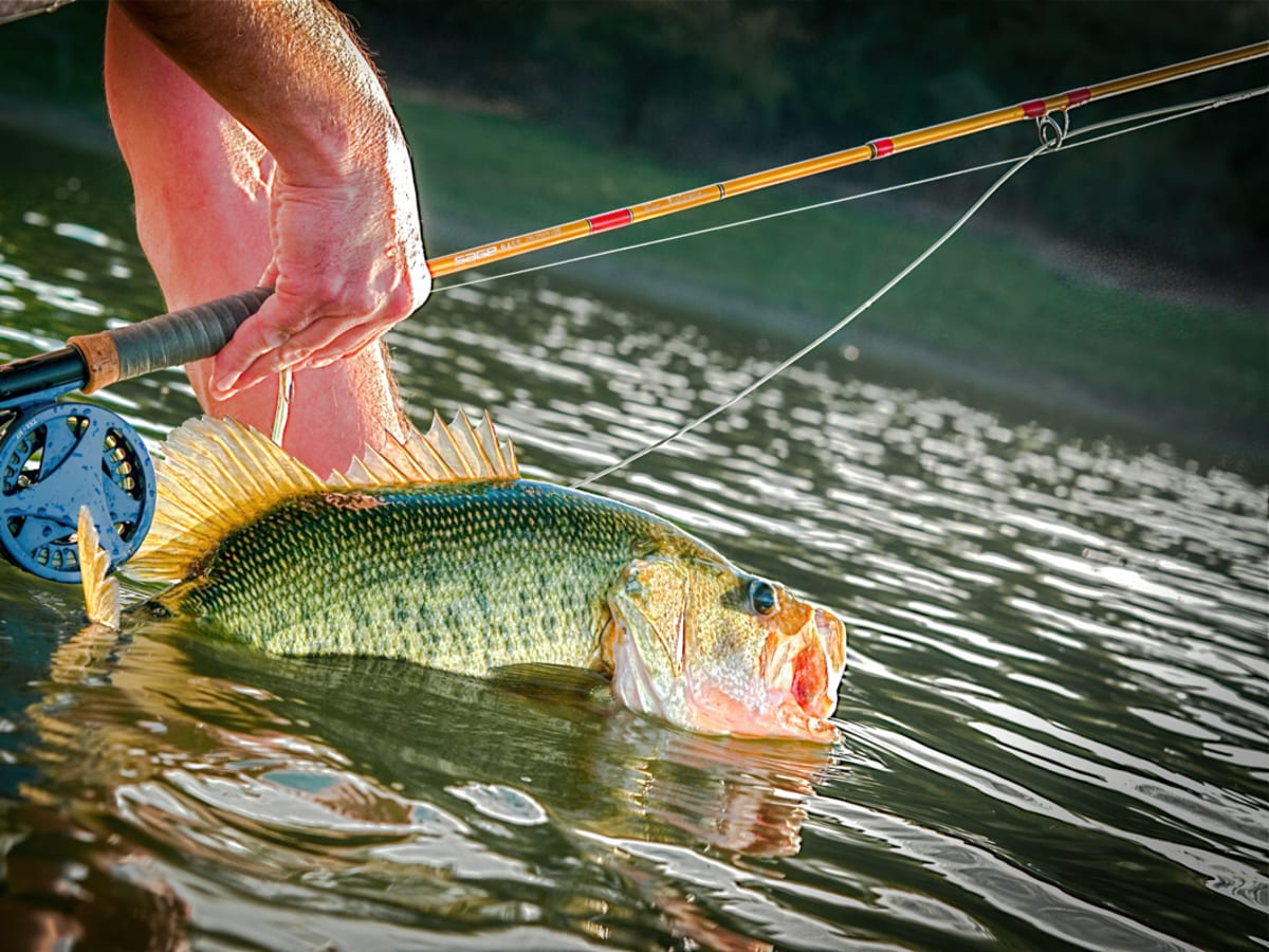 Fly-Fishing for Fall Largemouths - On The Water