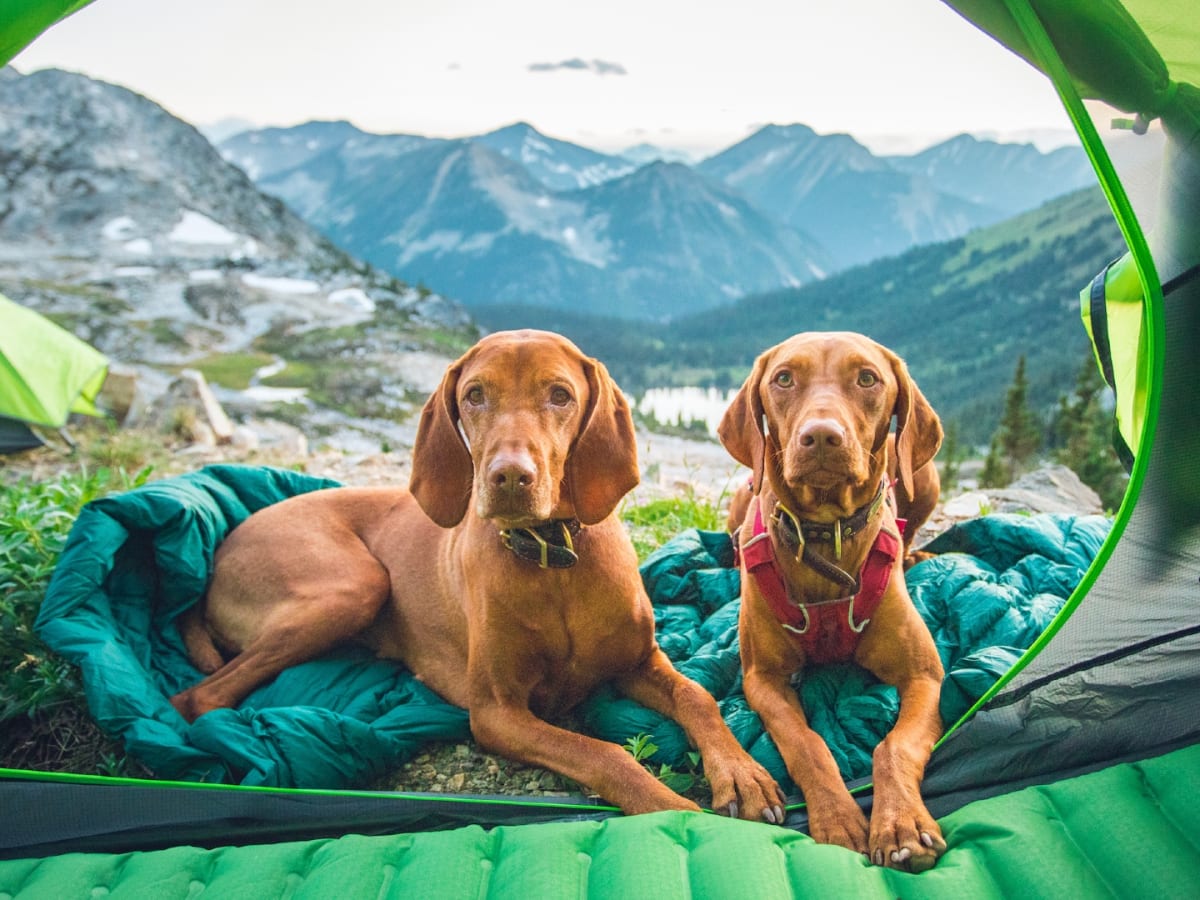 The Best Dog Camping Gear︱Travel + Leisure