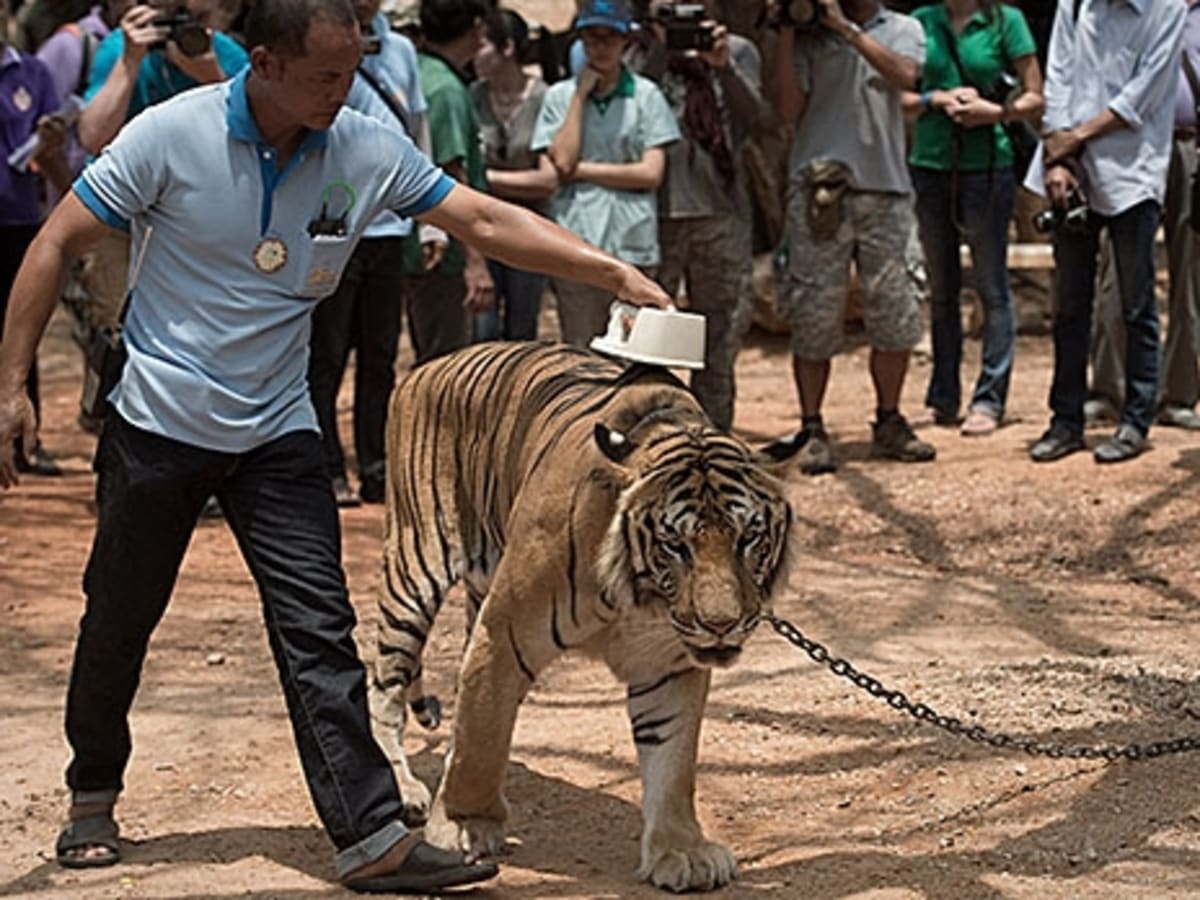 Two held for trading in tiger claws in Chamarajanagar