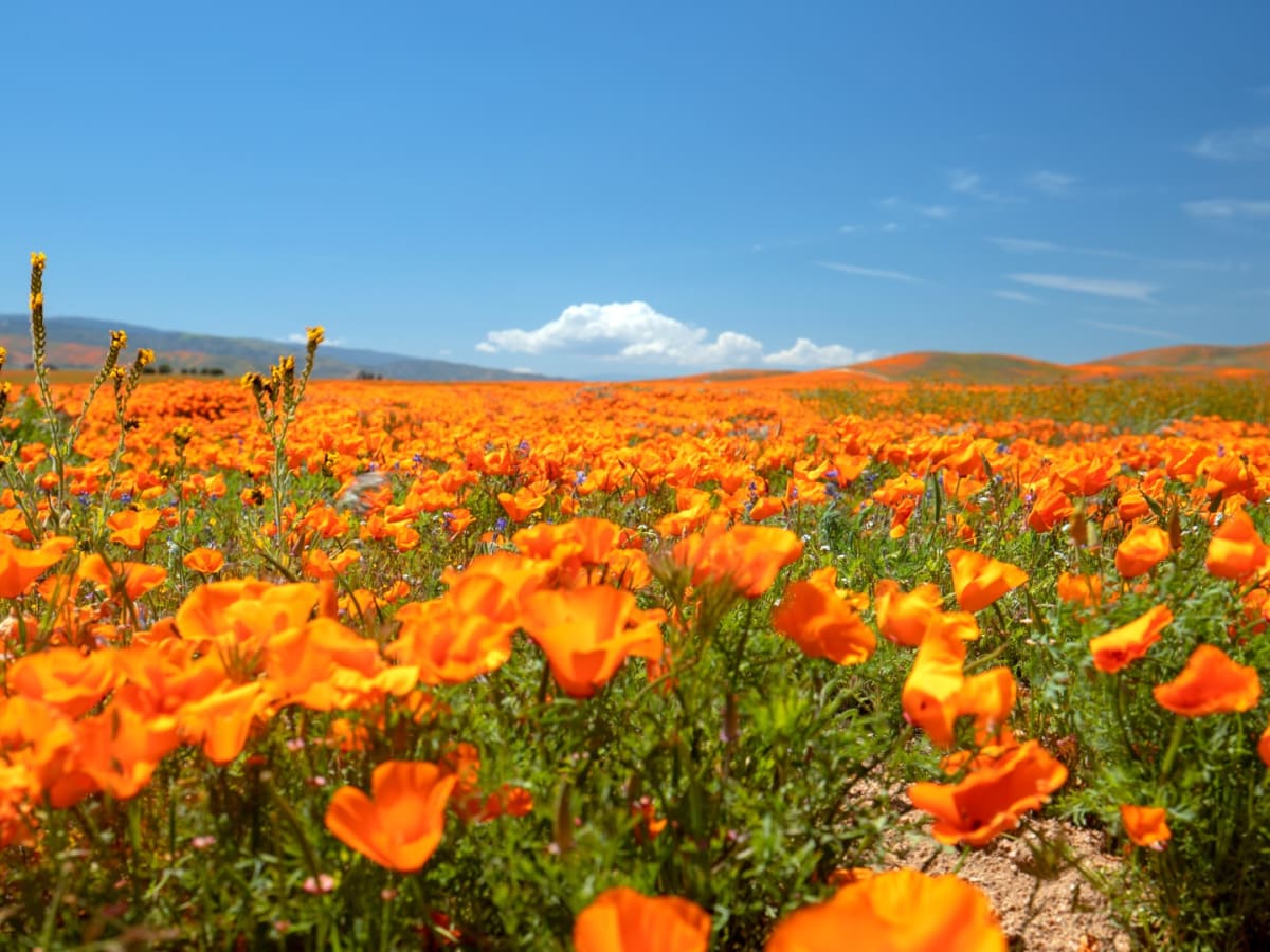 Poppies Festival to be held month-long as poppies bloom