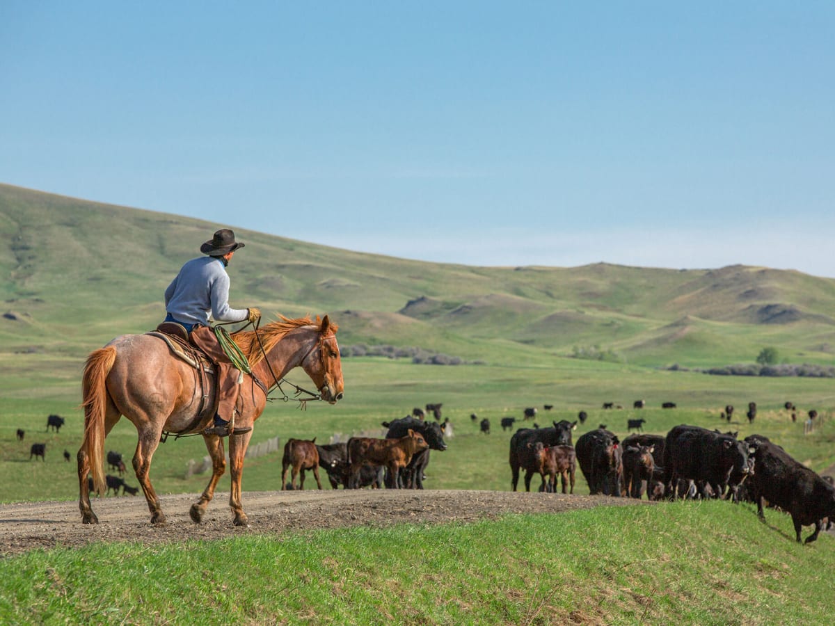 Cattle Drive - cowboy stuff on blue