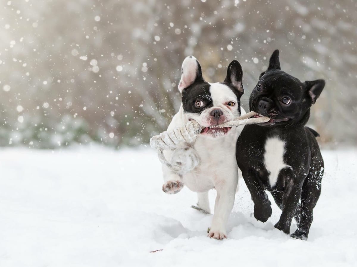 8 Toys French Bulldogs Go Crazy For - Rocky Kanaka