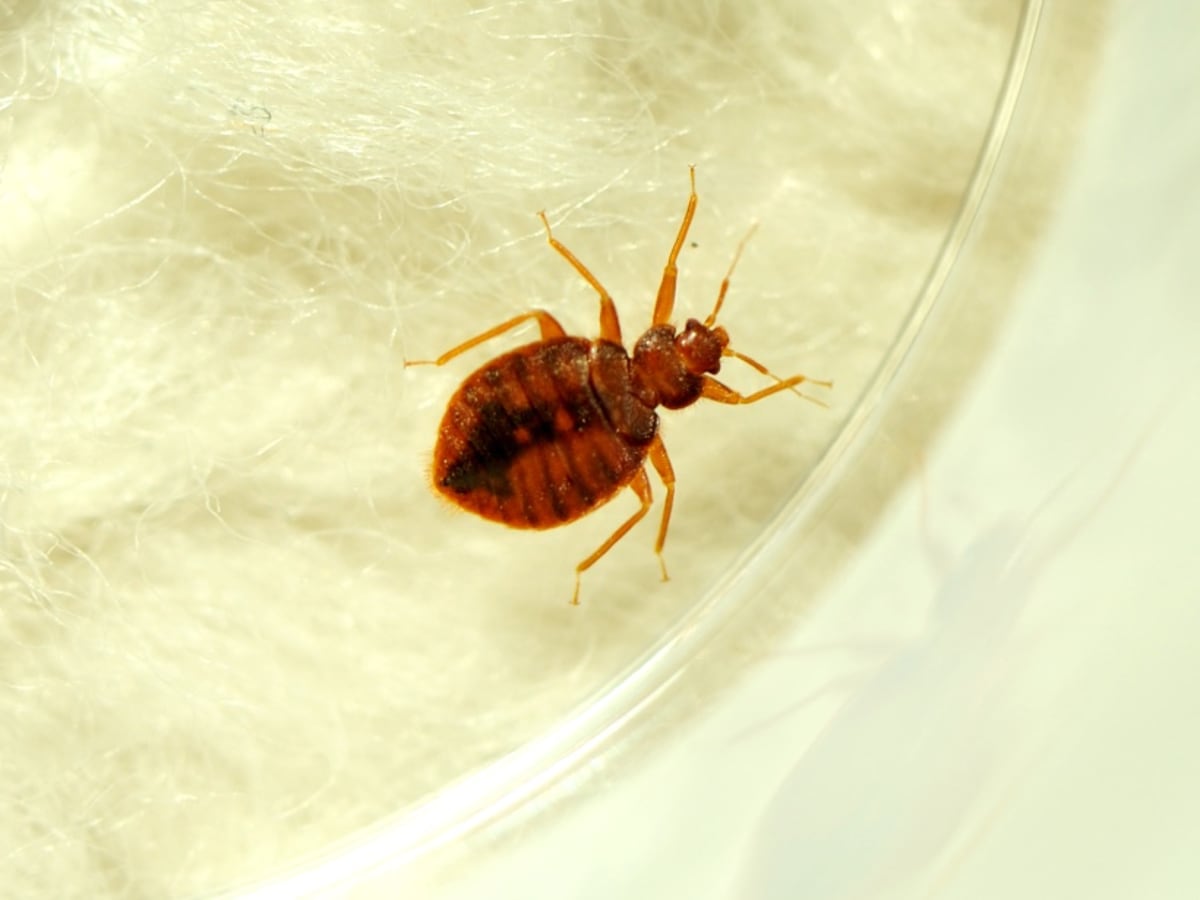 4 Trending FAQs About Bed Bugs in 2023 - Bed Bug Injuries