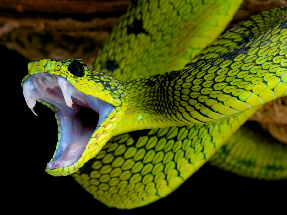 Pit Viper - Facts and Beyond