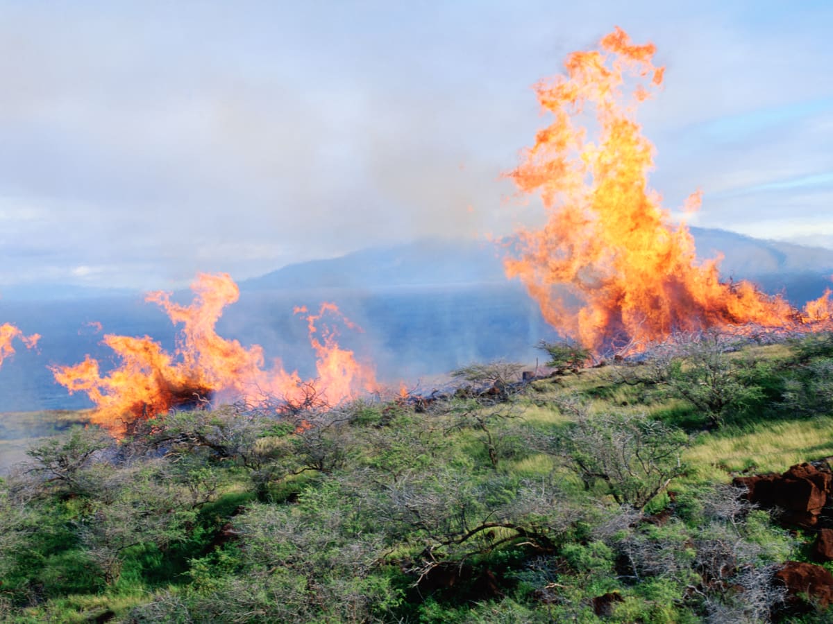 The New Yorker: Why Maui Burned