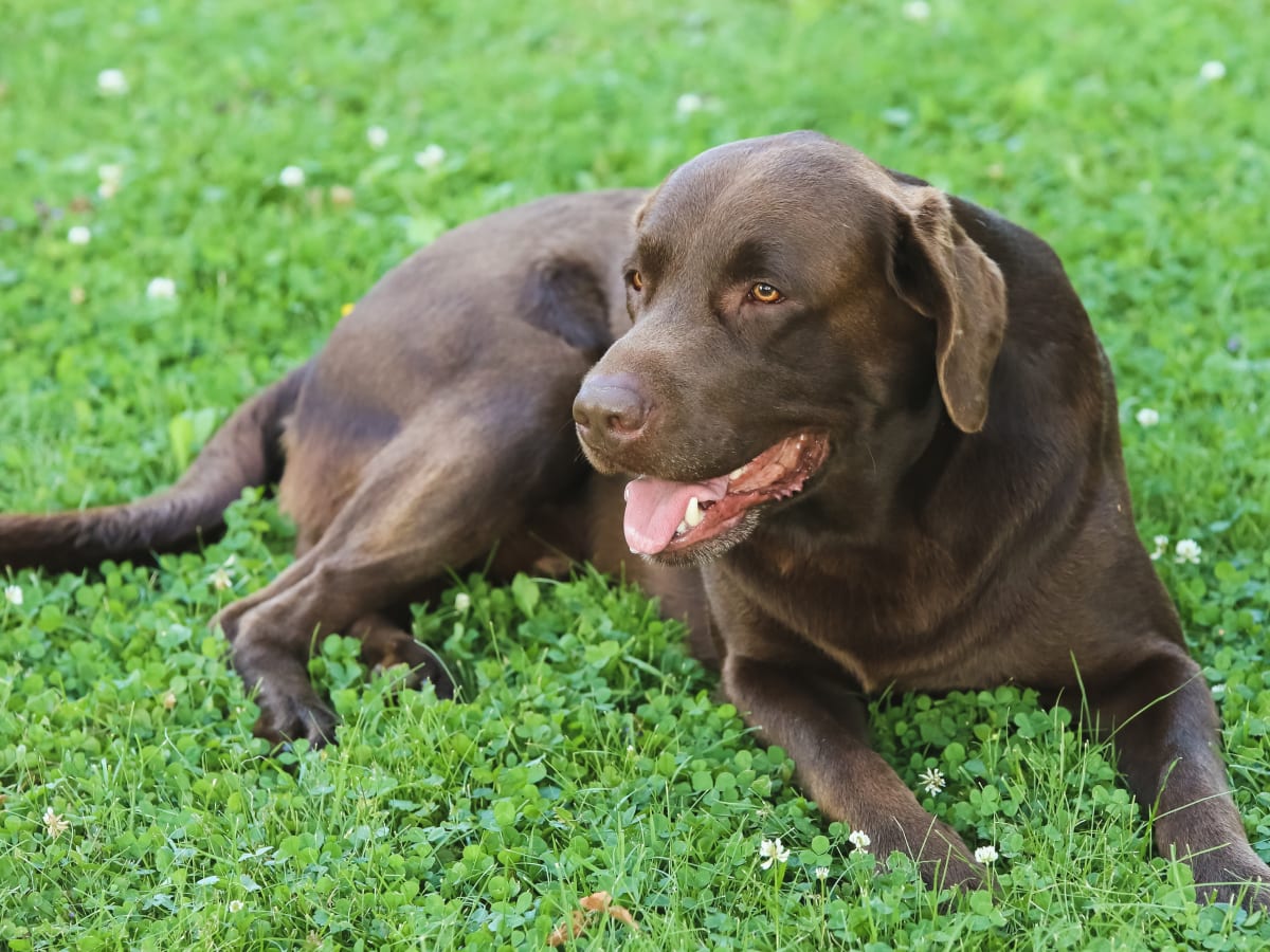 Dog Reunited With Family 8 Yrs Later - Brooklyn