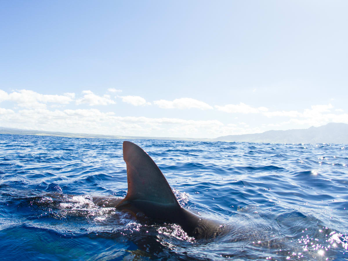 Massive tiger shark landed during 'team-building' fishing trip