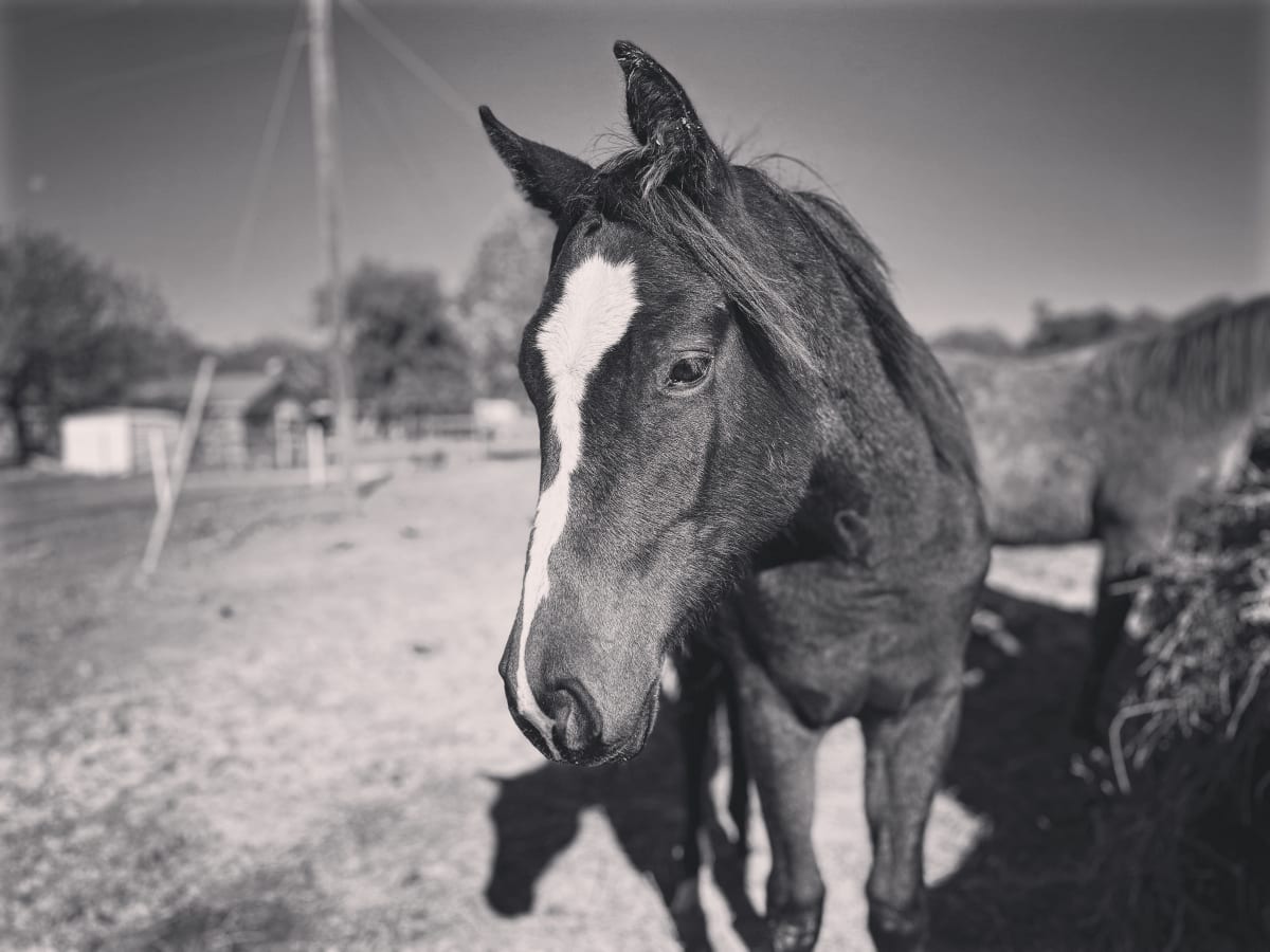 The Wildest Colts Make The Best Horses' Water Bottle