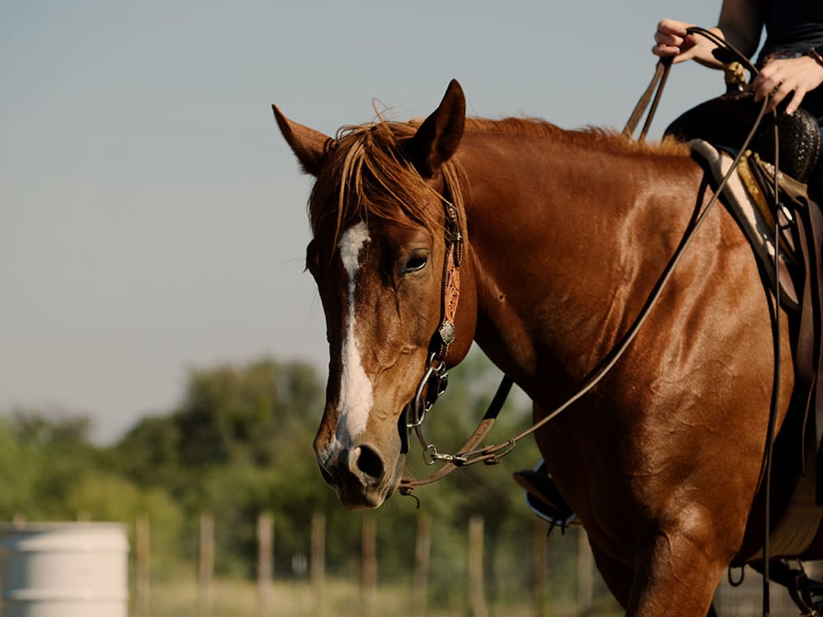 Horse Riding Gear  The 10 Essentials for Beginners