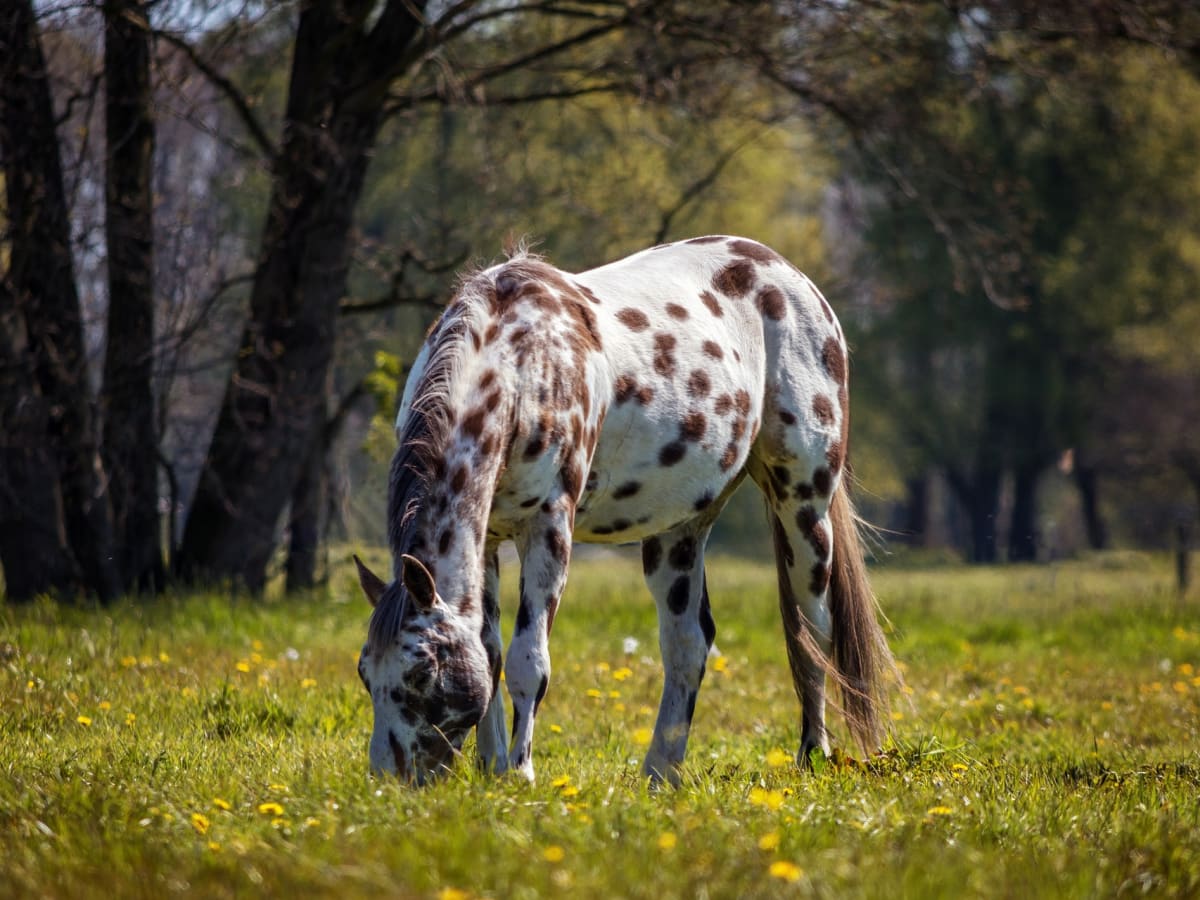 21 Most Common Horse Coat Colors