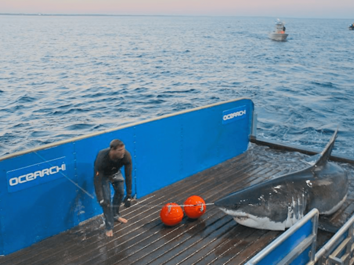 South Carolina shark trackers tag a huge great white