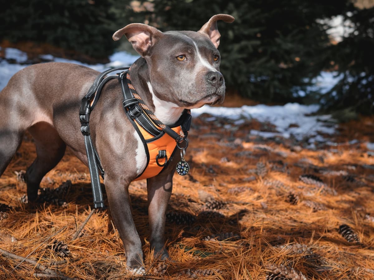 Best harness for cheap deep chested dog