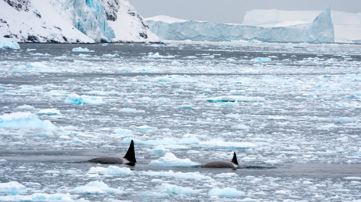 Japanese Officials Give Hopeful Update on Orcas Trapped in Ice