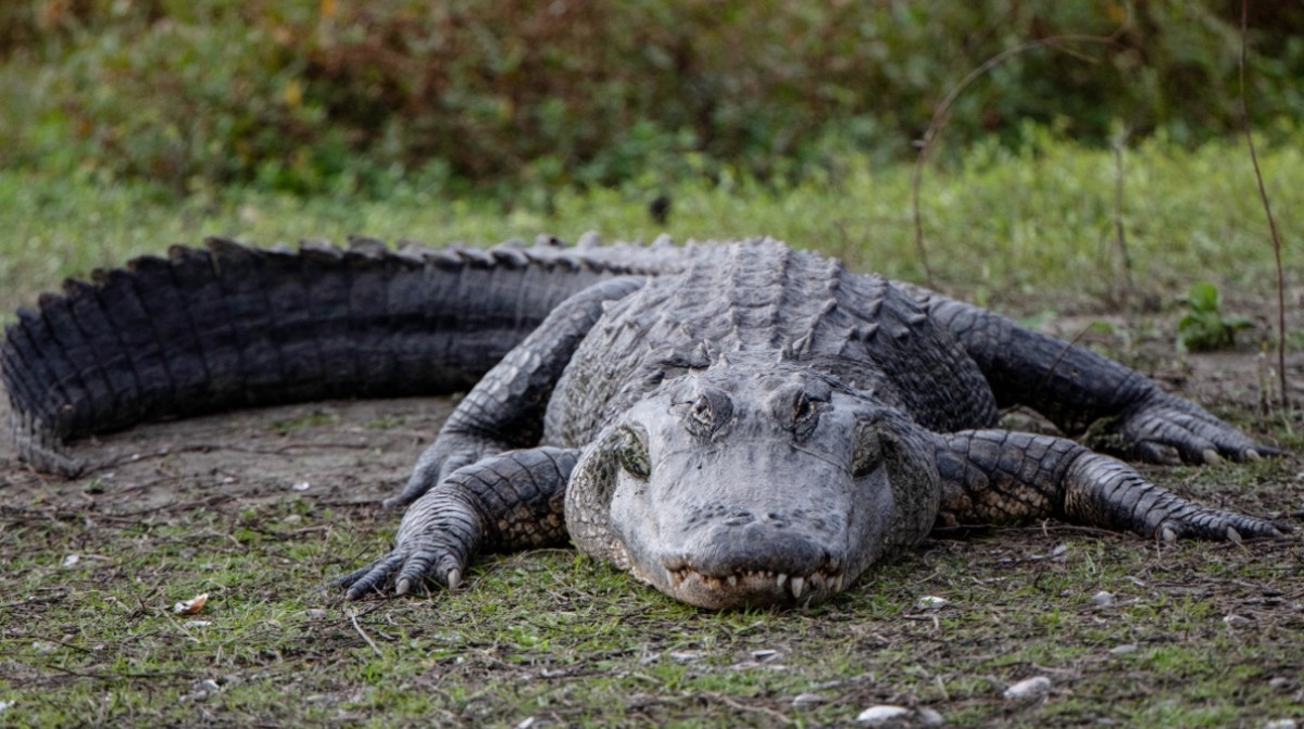NY Man Fights for 750-Pound Pet Alligator Seized By Authorities