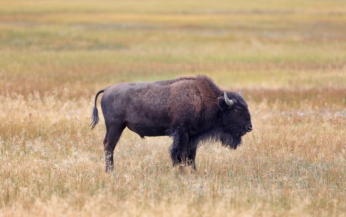 Drunk Yellowstone Tourist Attacked After Roaring at Bison