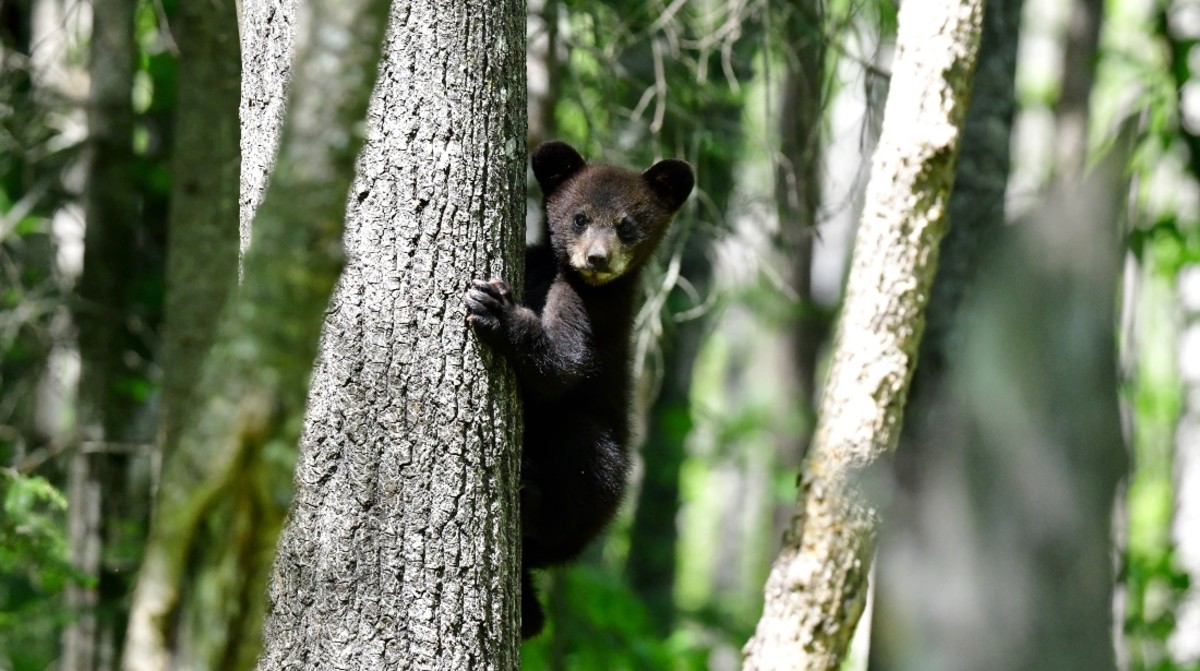 Alarming Video Shows Group Picking Up Wild Bear Cubs to Take Selfies