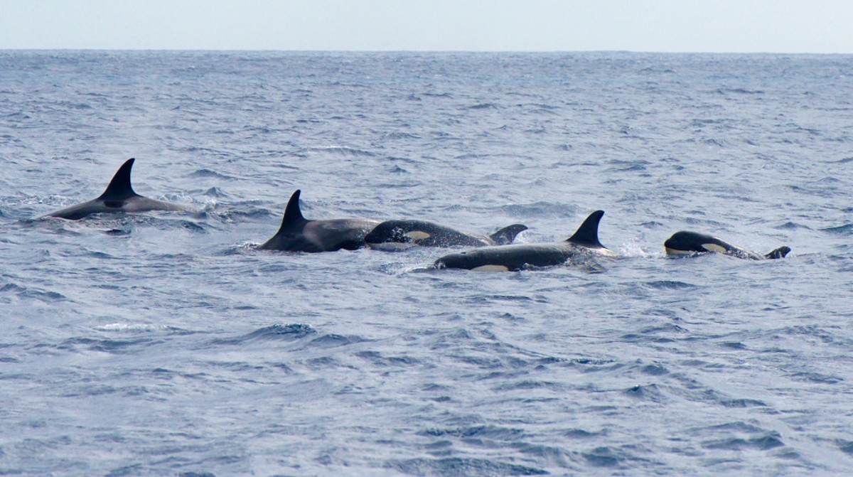 Orcas Sink Yet Another Yacht in Latest Boat Attack