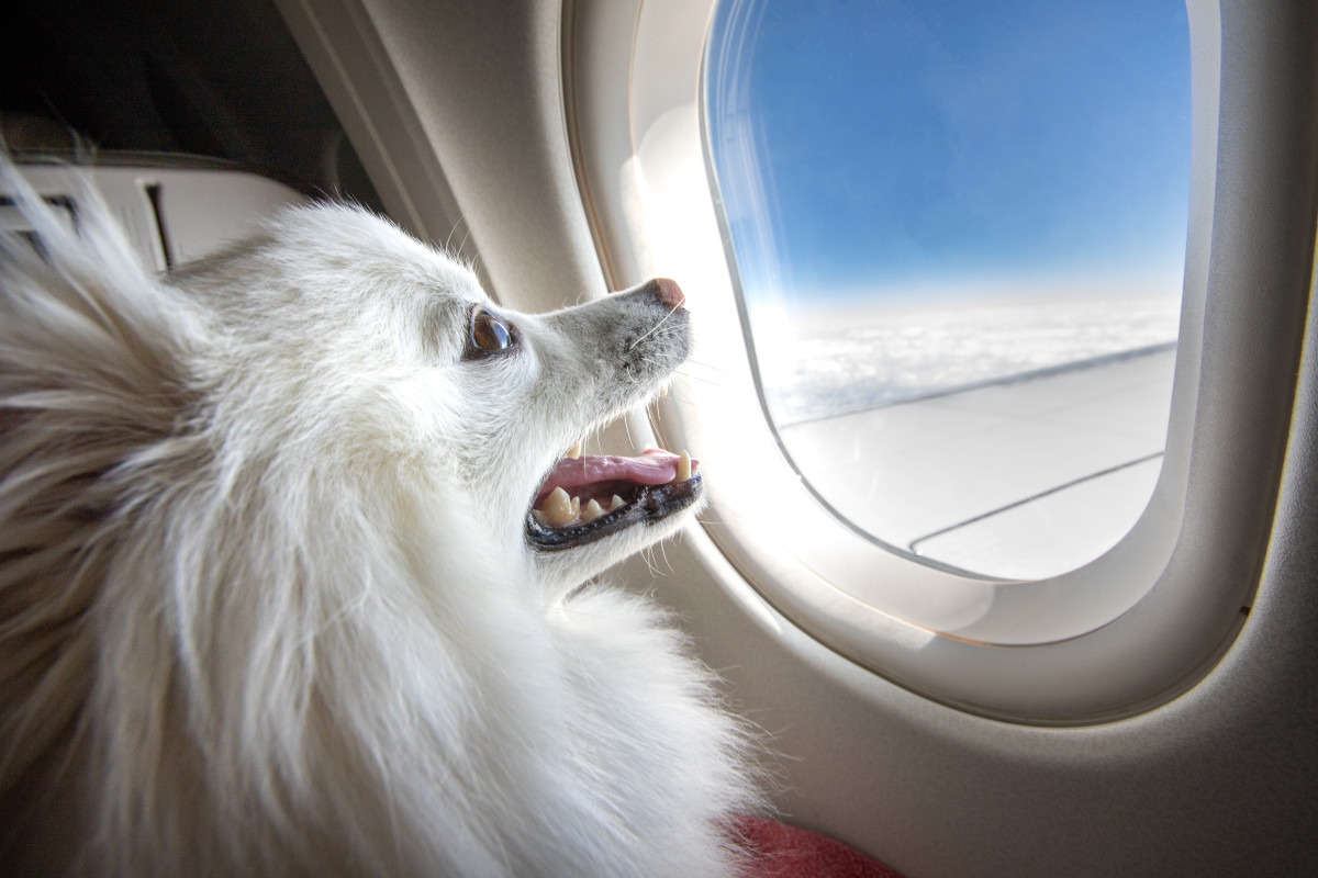 New Airline for Dogs Takes Off, But at a Hefty Price