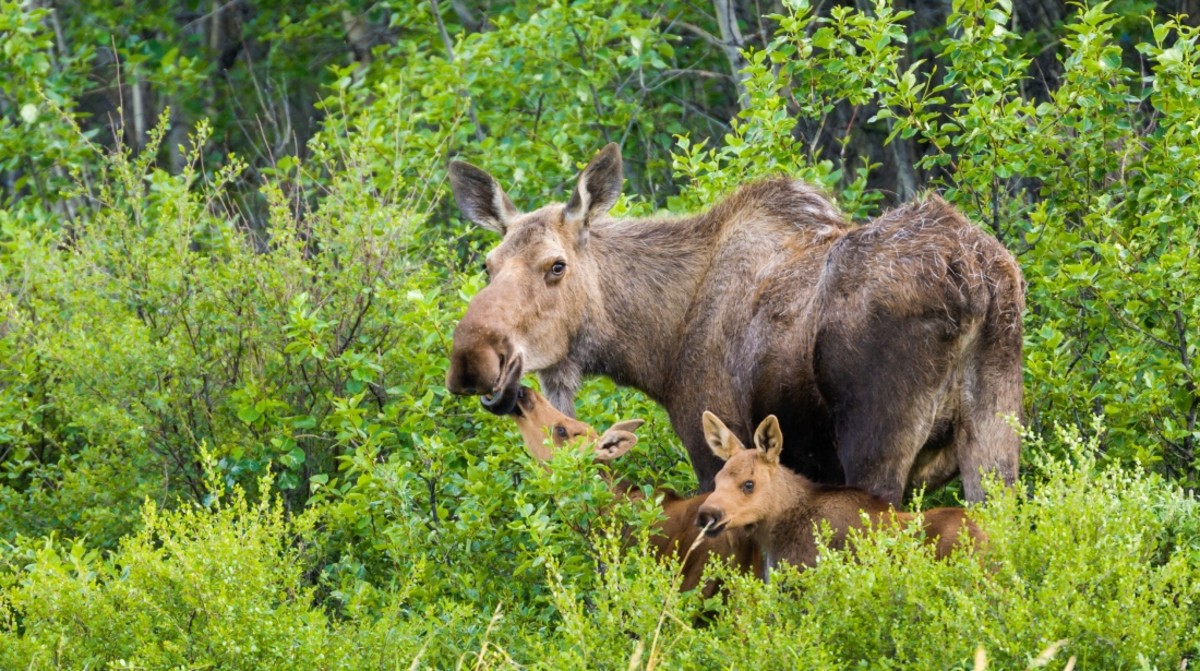 Man Killed by Moose While Trying to Photograph Newborn Calves