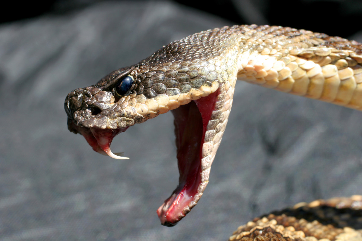 Man Claims Live Rattlesnake in His Mail Was a Murder Attempt
