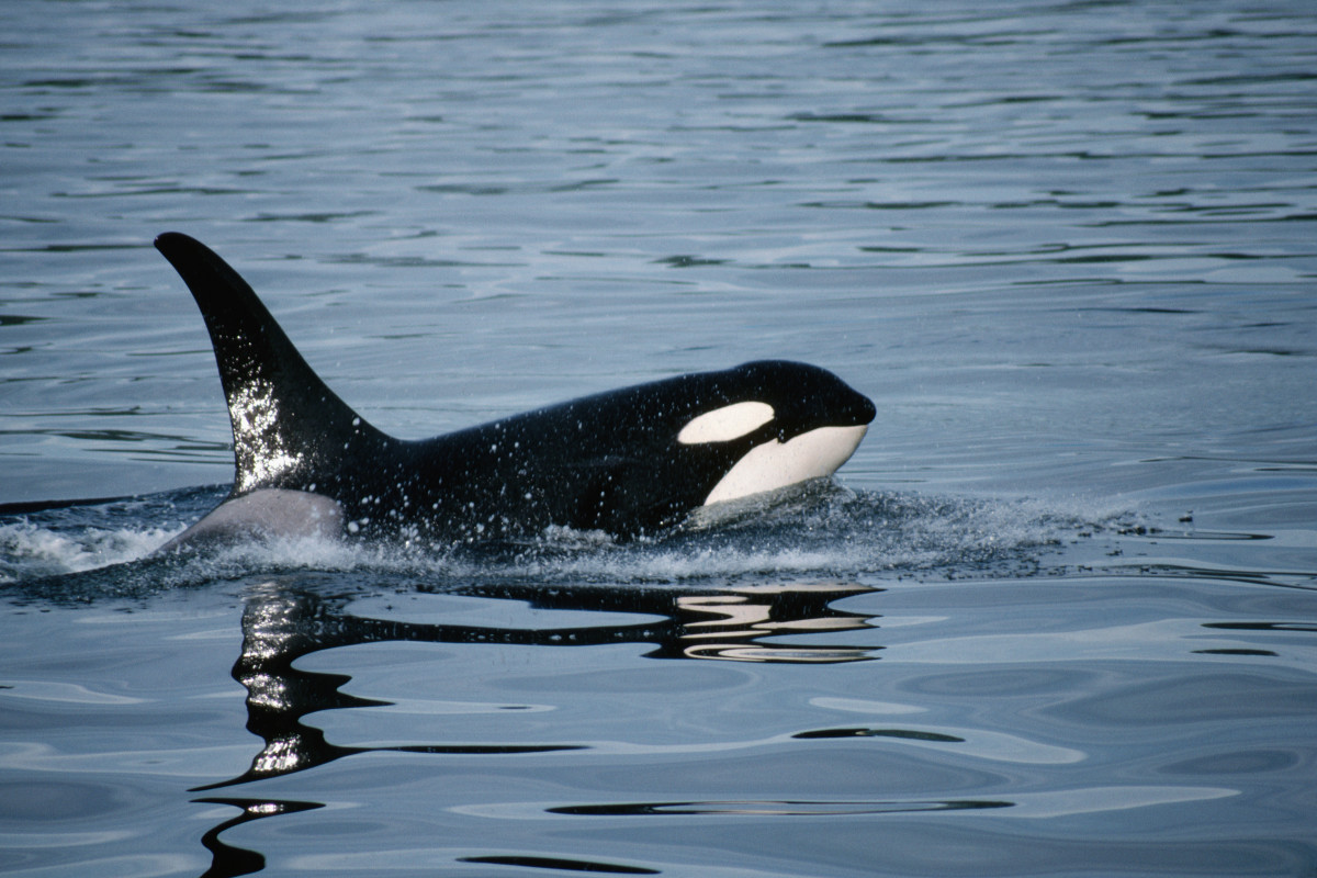 New Report Finds Possible Reasons for Orca Boat Attacks