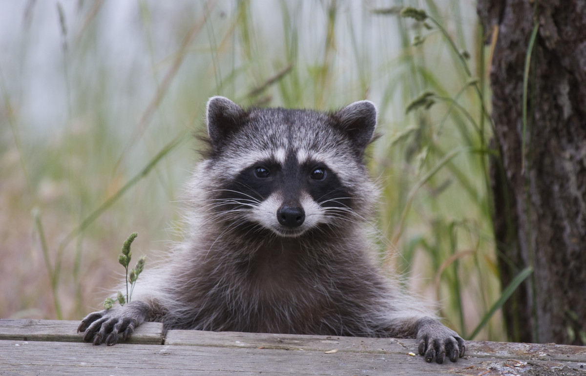 Video: Man Saves Choking Raccoon in His Backyard