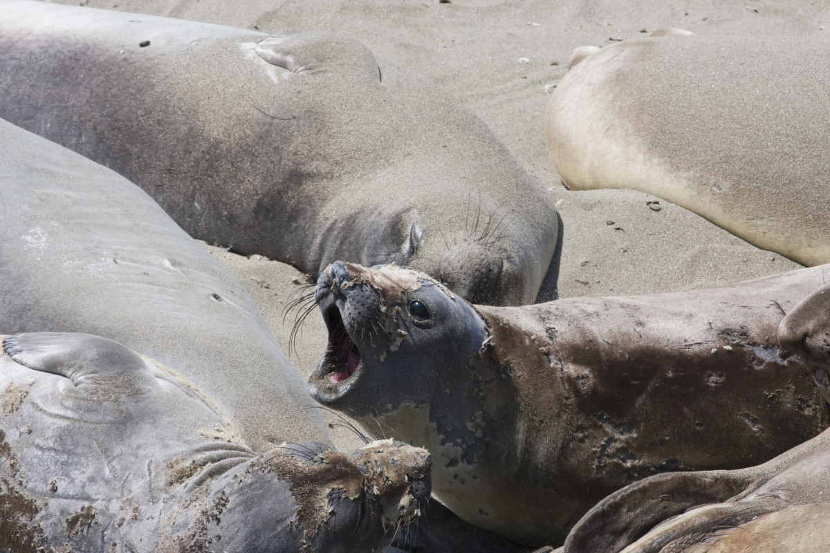 Angry Sea Lions Charge Terrified Tourists on Popular Beach
