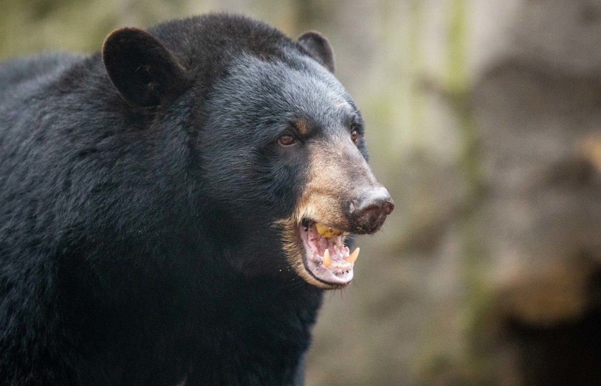 Runner Mauled by Black Bear in Popular National Park