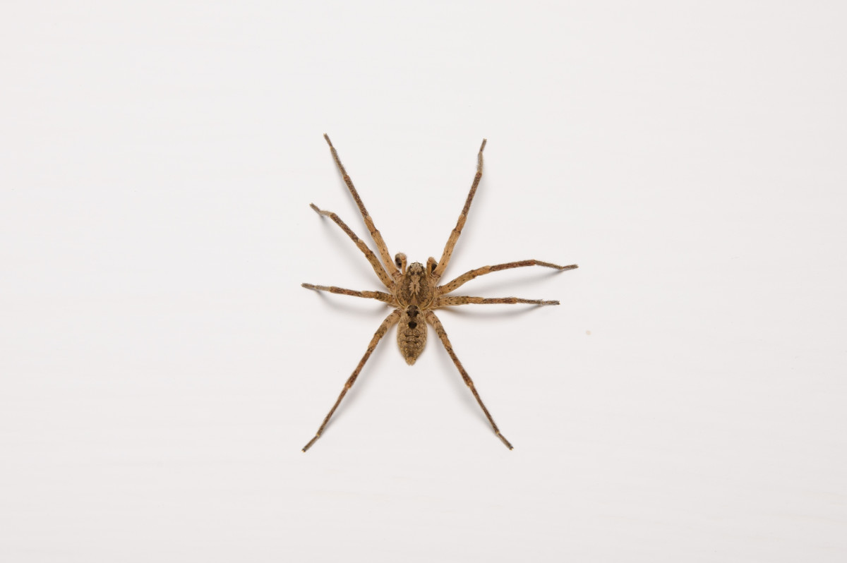 Victim Recounts Experience of Being Bitten by Brown Recluse Spider