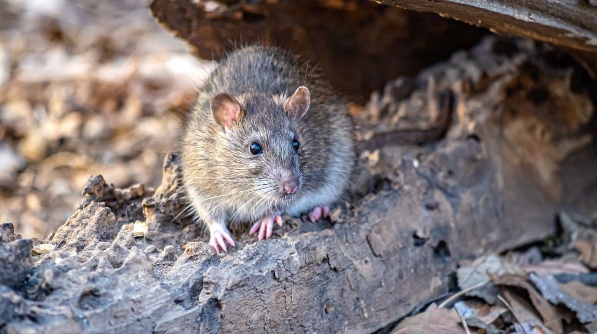 Yelp Data Reveals the Most Rodent-Infested Places in the U.S.