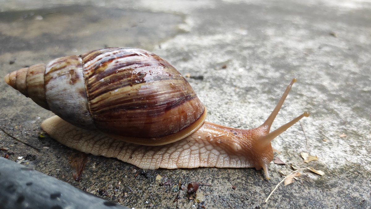 Airport Officials Find Nearly 100 Giant Snails in Passenger's Bag