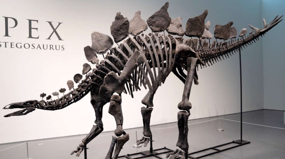 Billionaire Buys Largest Stegosaurus Skeleton Ever for $44 Million