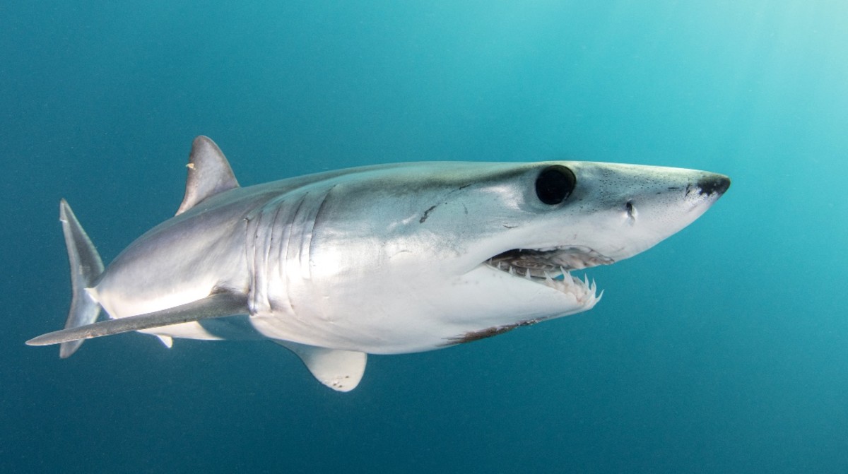 Sharks Test Positive for Cocaine Off the Coast of Brazil