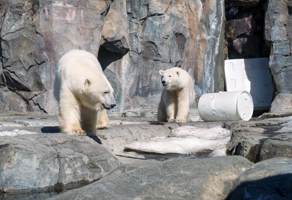 Polar Bear Killed in Freak Accident at Popular Zoo