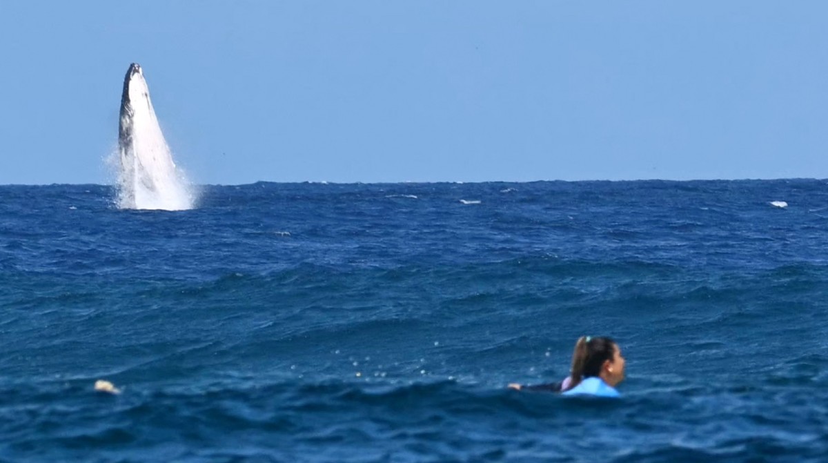 Whale Makes Dramatic Appearance During Olympic Surfing Semifinals