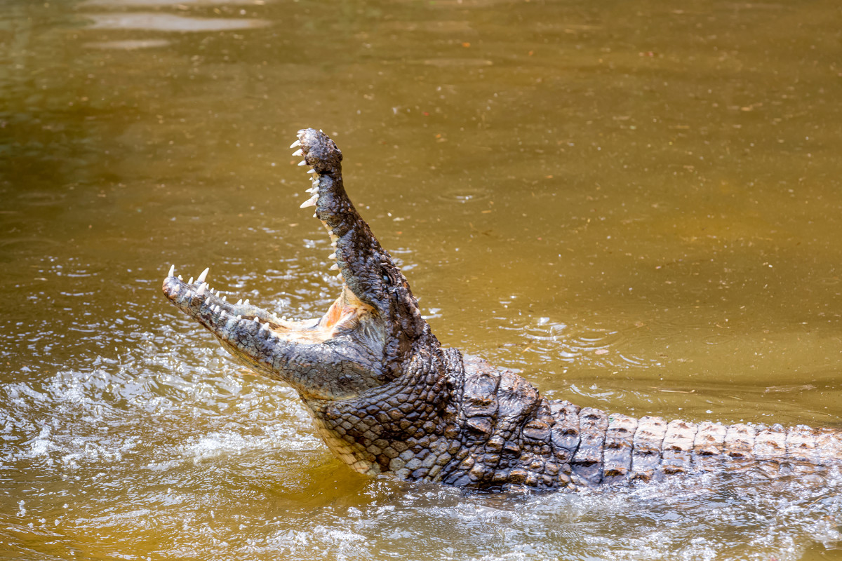 Widow Recalls Husband’s Heroic Final Act Before Crocodile Attack