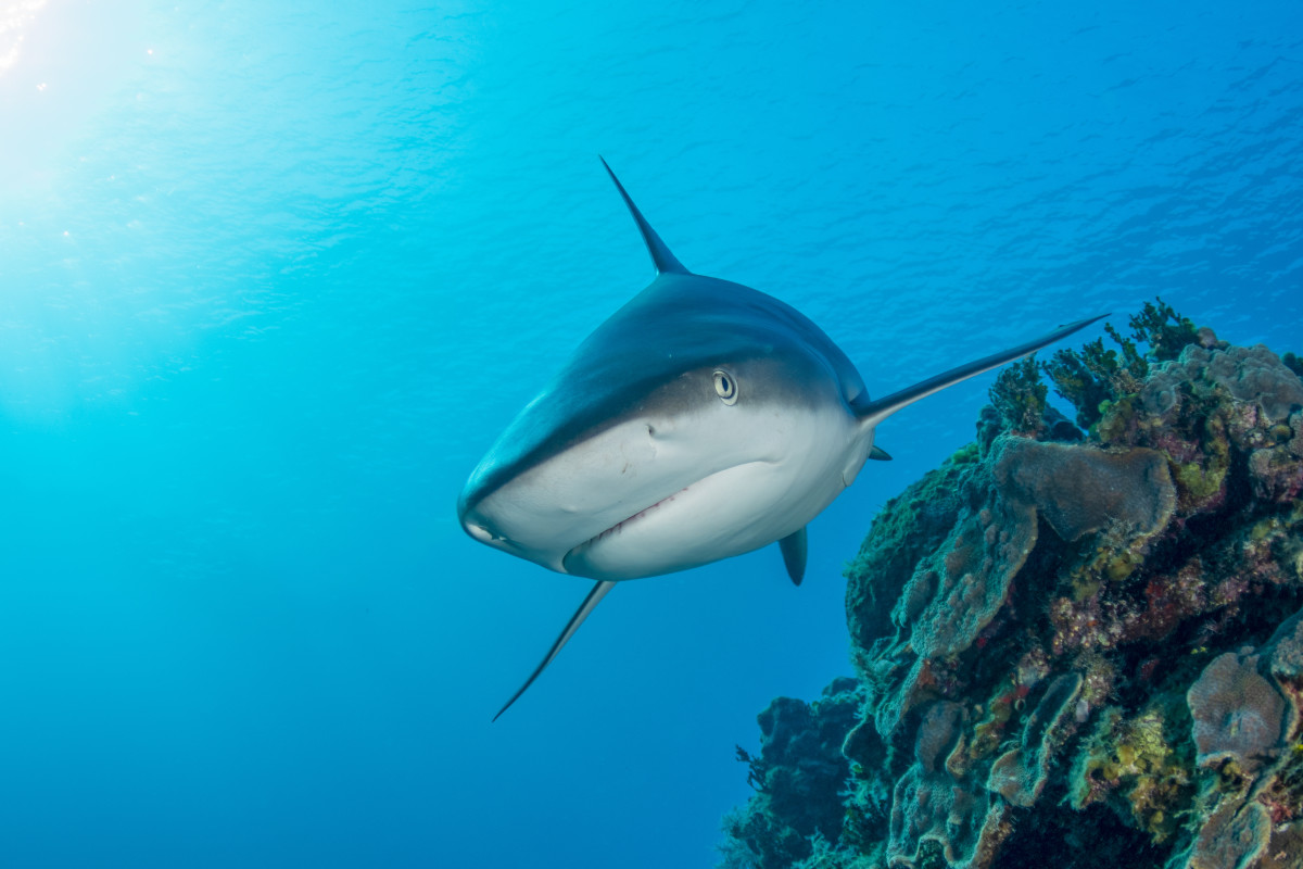 American Teen Suffers Horrific Injuries in Vacation Shark Attack