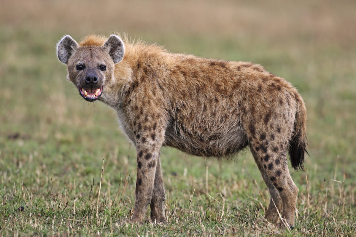 South African Golfer Films Hyena Stalking Him Around Course