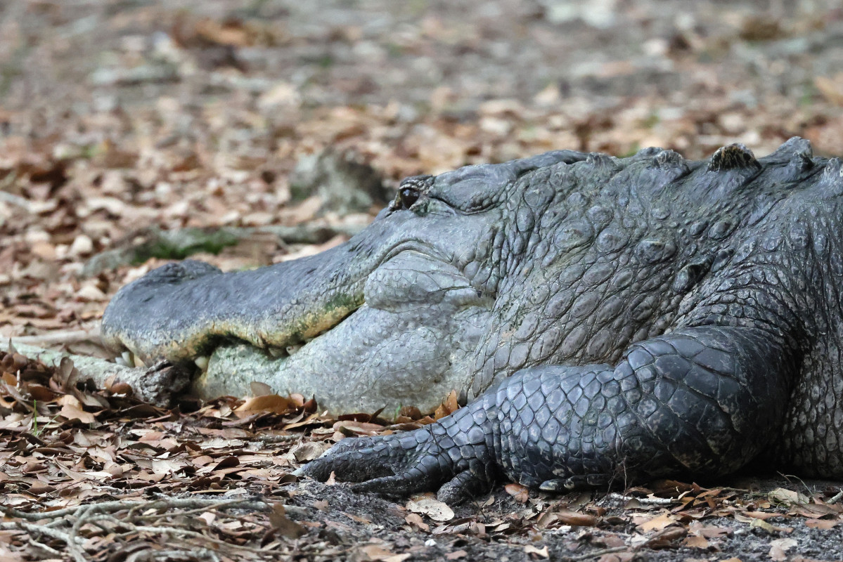 14-Foot-Long Alligator Found With Human Body in Its Mouth