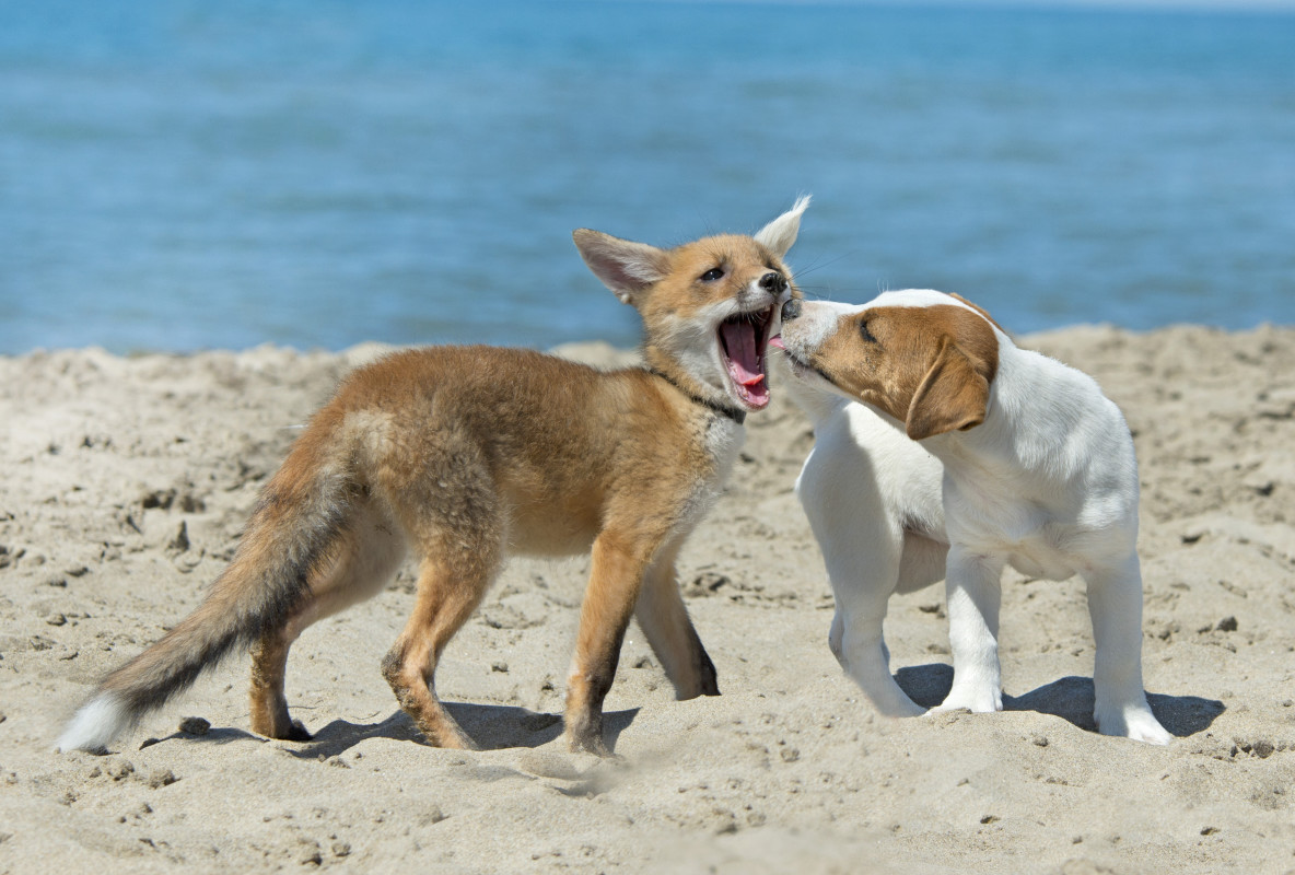 Why World's First Dog-Fox Hybrid Has Scientists Worried