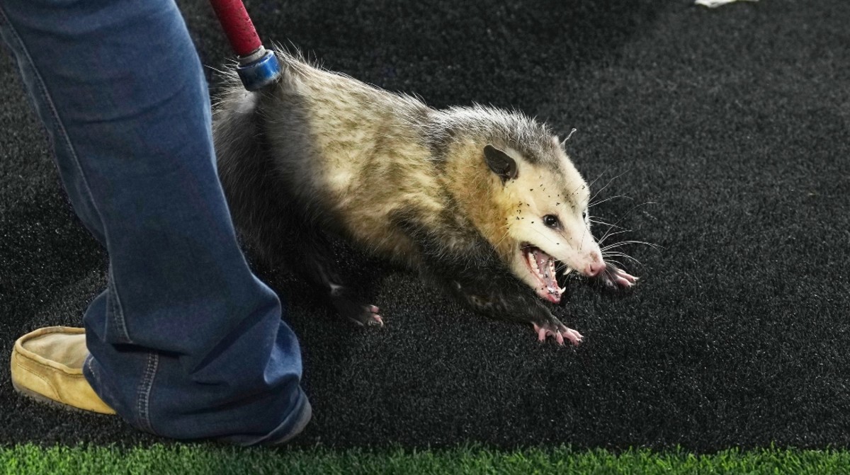 Angry Opossum Detained at College Football Game Enchants Internet