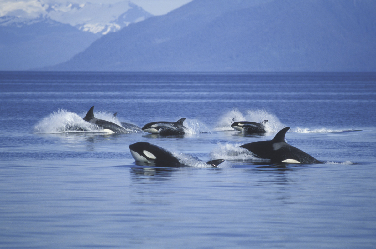 Whale Watchers Spot Rare Moment 17 Orcas Hunt Smaller Prey